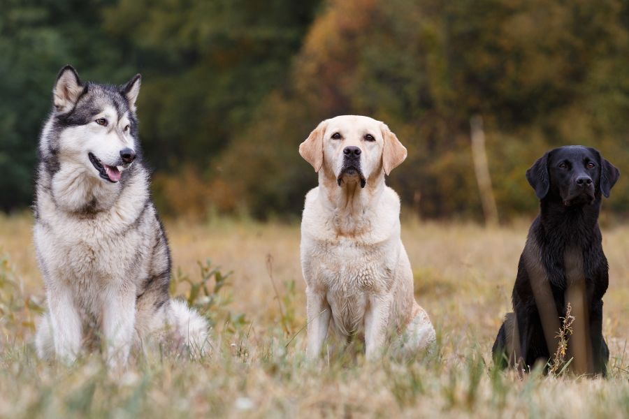 Czy rasa golden retriever to dobry wybór?